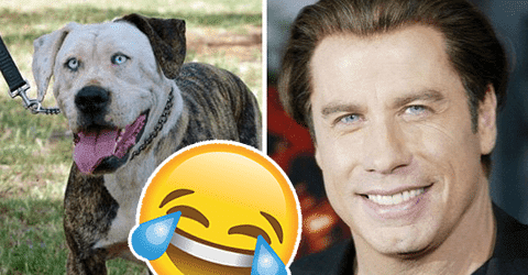 15 Eläintä jotka näyttävät julkkiksilta – Näille on vaikea olla nauramatta!