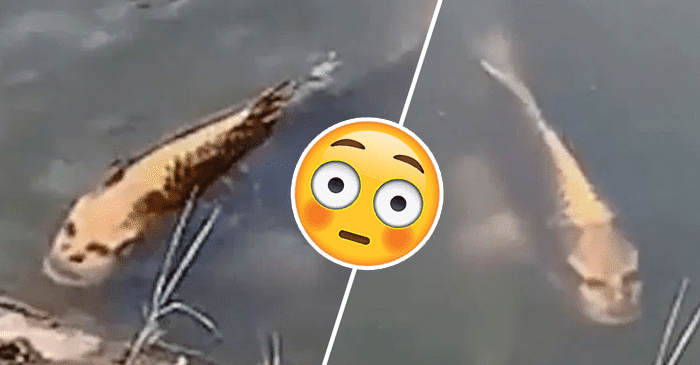 Kiinasta löytyi kala, jolla on ihmisen kasvot! – Video järkyttää ihmisiä