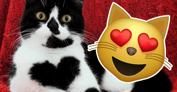 Tässä on kissa suurella sydämellä! – Katso suloiset kuvat
