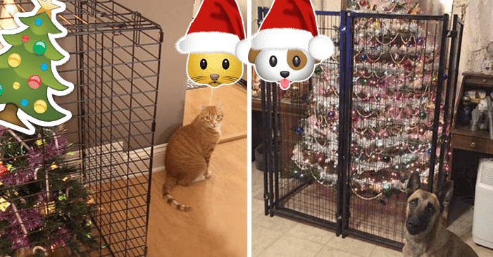 Miten suojata joulukuusi kissoilta ja koirilta? – 15 hauskaa kuvaa kertovat