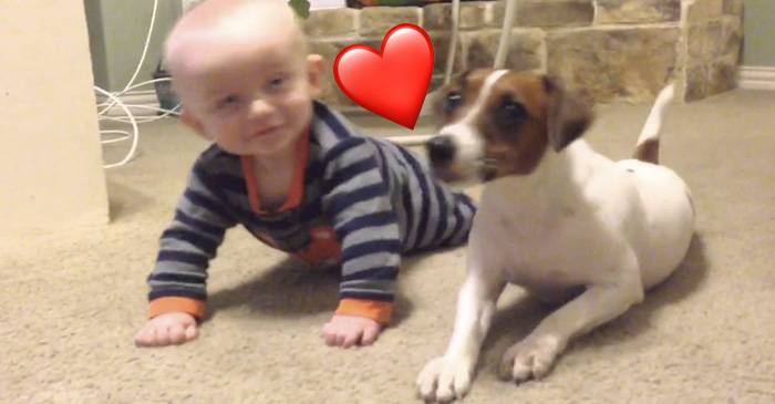 Video: Jackrussellinterrieri ihmettelee miksi vauva ei osaa kontata – Koira  päättää näyttää mallia