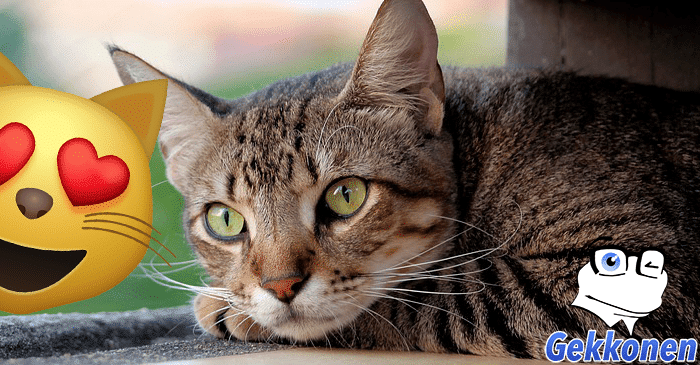 TUTKIMUS: Kissat auttavat vähentämään stressiä ja sydänkohtauksia