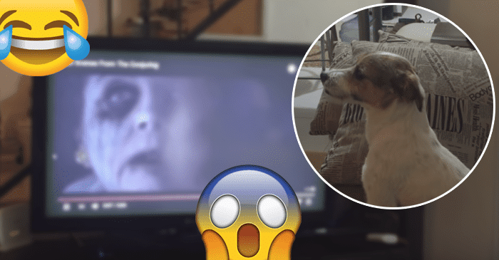 Koiran reaktio kauhuleffan pelottavaan kohtaukseen on saanut miljoonat nauramaan