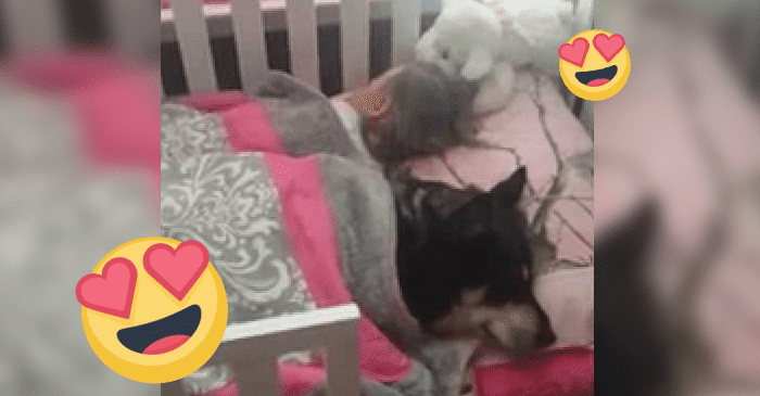 Äiti kävi nukkuvan lapsensa huoneessa – koira oli mennyt nukkumaan saman peiton alle taaperon kanssa