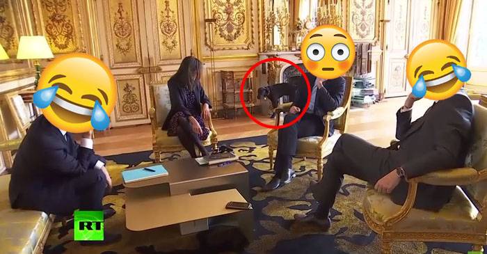 Ranskan presidentin koira tekee tarpeensa takkaan tärkeän tapaamisen aikana – Katso hauska video!