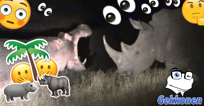 Video: Tylsistynyt virtahepo kiusasi sarvikuonoja – katui tekoaan nopeasti