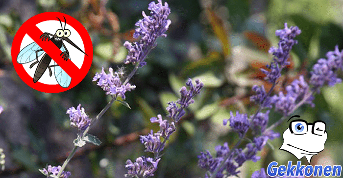 Puutarhavinkki: Nämä 7 kasvia pitävät hyttyset ja muut ötökät loitolla