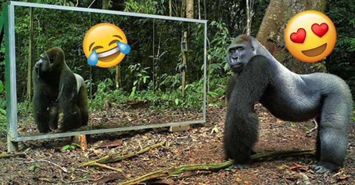 Video: Viidakkoon tuodaan iso peili, katso eläinten reaktiot