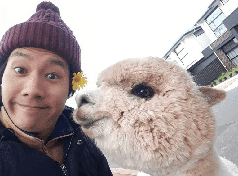 Australialainen Alfie-alpakka ihastuttaa Instagramissa – katso suloiset kuvat