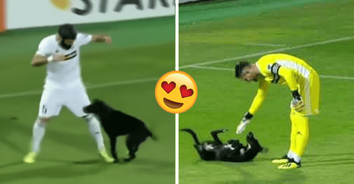 Huvittava video: Koira keskeyttää yllättäen jalkapallo-ottelun ja vaatii maharapsutusta!